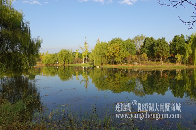 阳澄湖畔-仙樱湖的早晨