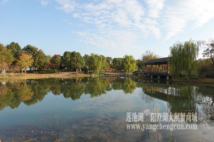 阳澄湖畔-仙樱湖的早晨