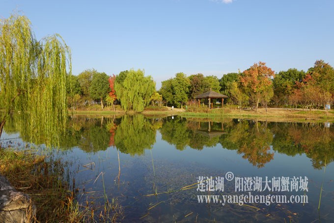 阳澄湖畔-仙樱湖的早晨