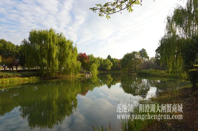 阳澄湖畔-仙樱湖的早晨