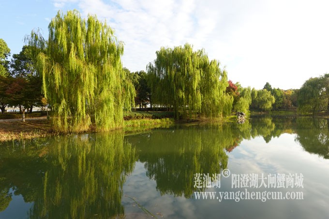 阳澄湖畔-仙樱湖的早晨