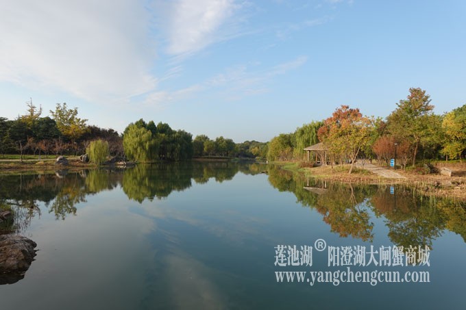 阳澄湖畔-仙樱湖的早晨