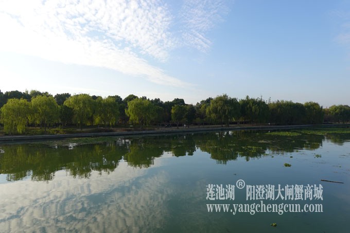 阳澄湖畔-仙樱湖的早晨