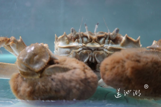 阳澄湖大闸蟹