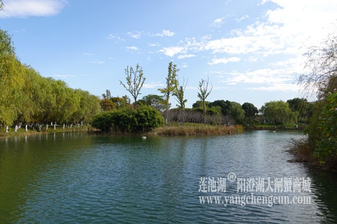 阳澄湖畔-冬日夕鹭园