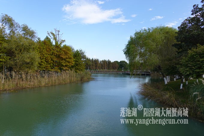 阳澄湖畔-冬日夕鹭园