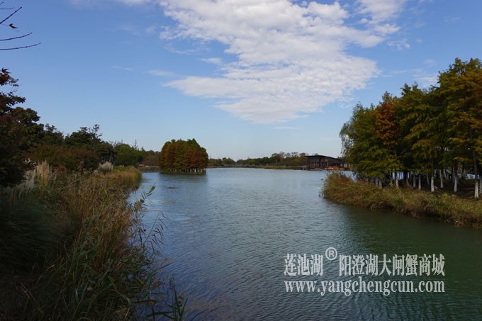 阳澄湖畔-冬日夕鹭园