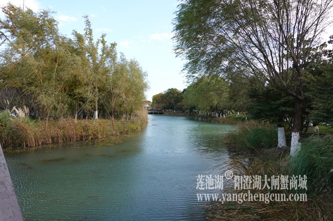 阳澄湖畔-冬日夕鹭园