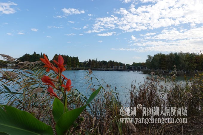 阳澄湖畔-冬日夕鹭园