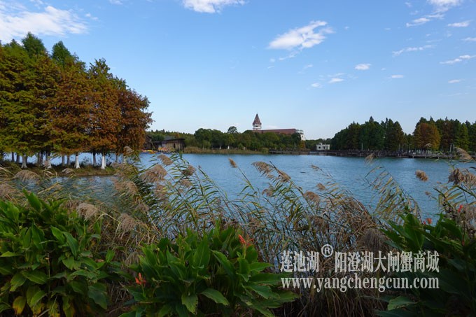 阳澄湖畔-冬日夕鹭园