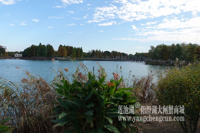 阳澄湖畔-冬日夕鹭园