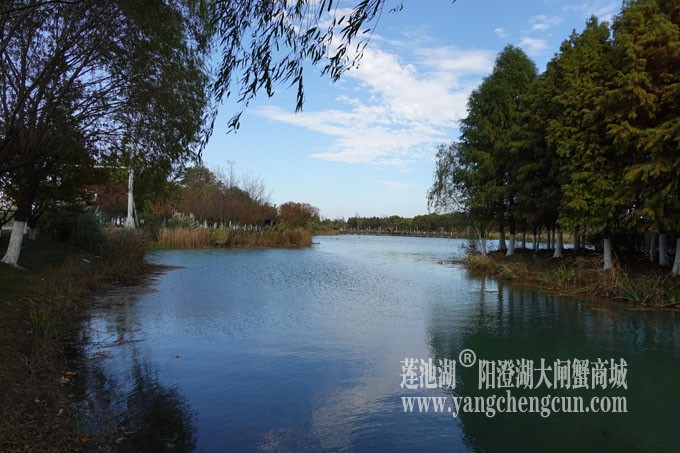 阳澄湖畔-冬日夕鹭园