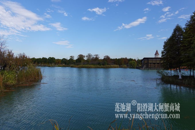 阳澄湖畔-冬日夕鹭园