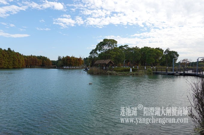 阳澄湖畔-冬日夕鹭园