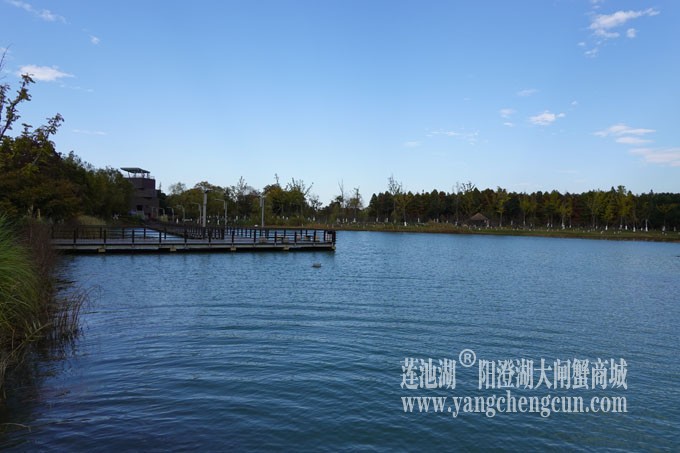 阳澄湖畔-冬日夕鹭园