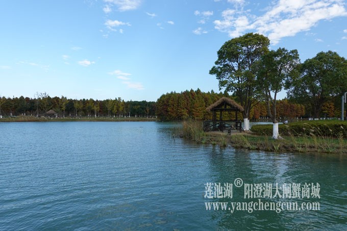 阳澄湖畔-冬日夕鹭园