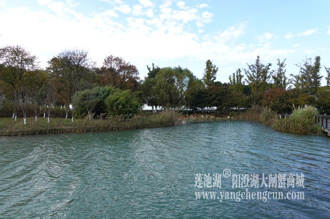 阳澄湖畔-冬日夕鹭园