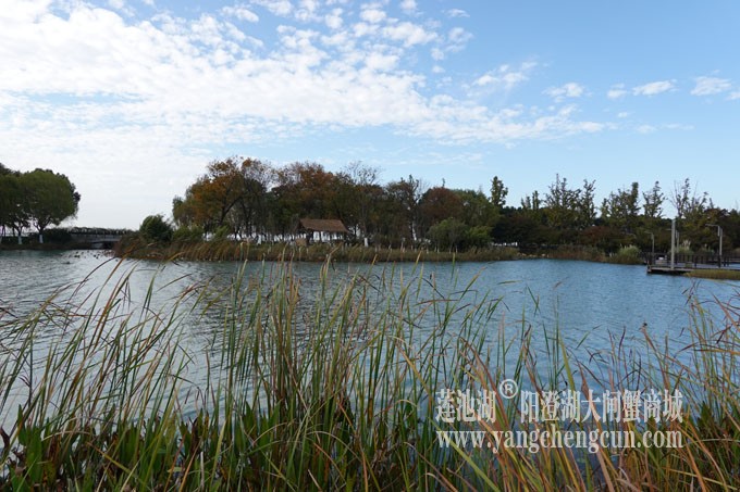 阳澄湖畔-冬日夕鹭园