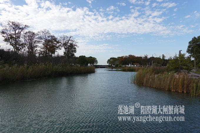 阳澄湖畔-冬日夕鹭园