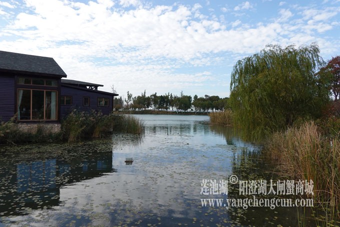 阳澄湖畔-冬日夕鹭园