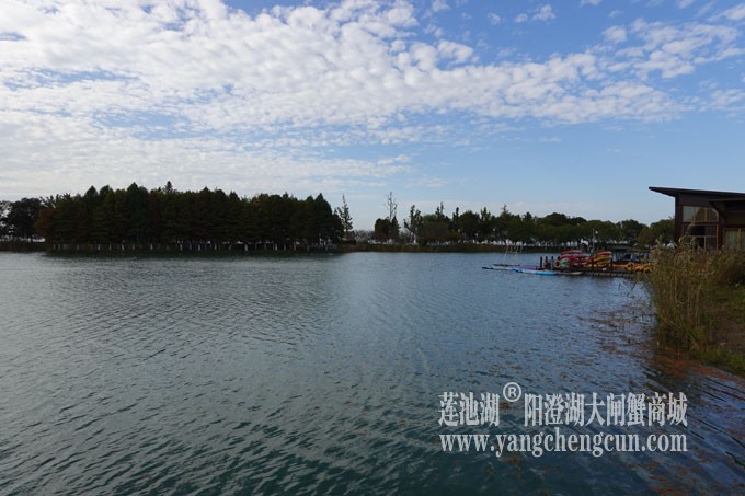 阳澄湖畔-冬日夕鹭园