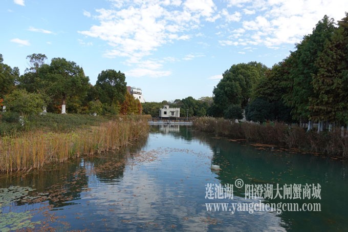 阳澄湖畔-冬日夕鹭园