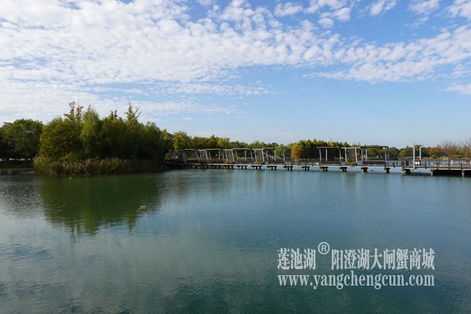 阳澄湖畔-冬日夕鹭园