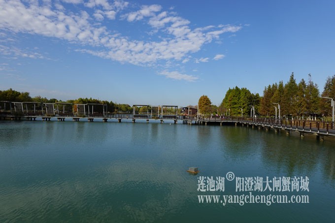 阳澄湖畔-冬日夕鹭园