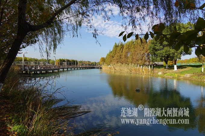 阳澄湖畔-冬日夕鹭园