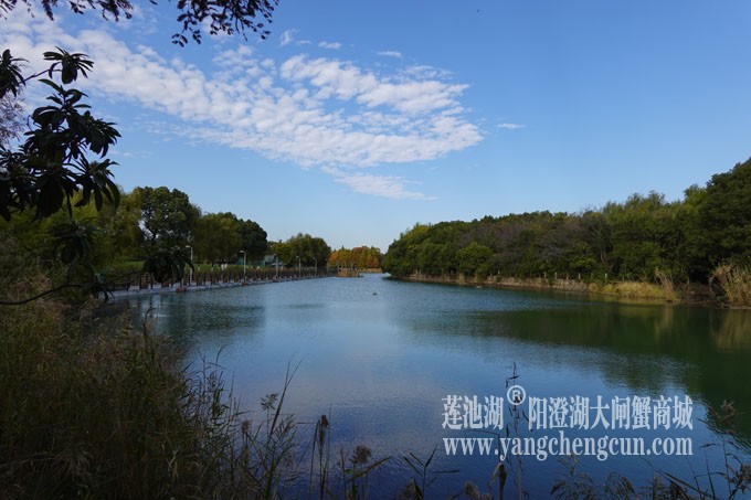 阳澄湖畔-冬日夕鹭园