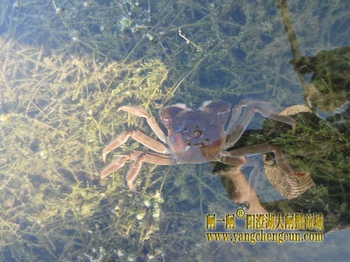 阳澄湖大闸蟹