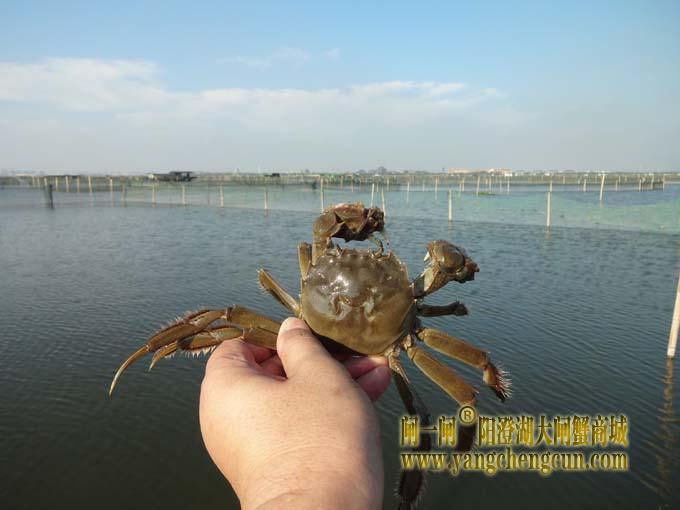 阳澄湖大闸蟹