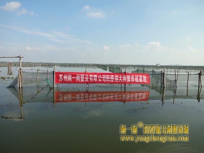 阳澄湖大闸蟹养殖场图片
