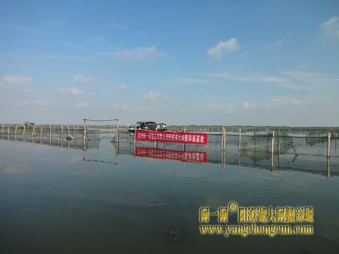 阳澄湖大闸蟹养殖基地