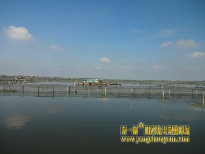 阳澄湖大闸蟹养殖场图片