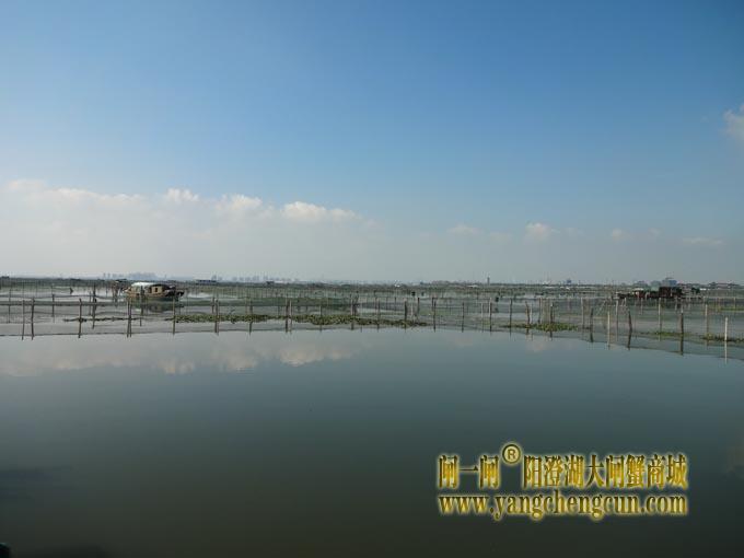 阳澄湖大闸蟹养殖场图片