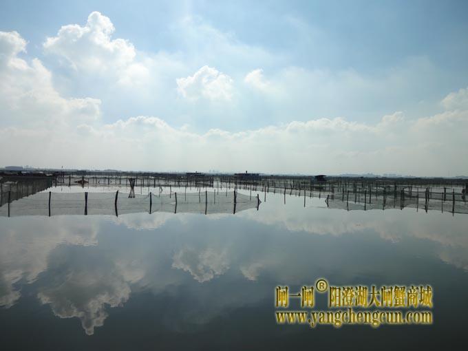 阳澄湖大闸蟹养殖场图片