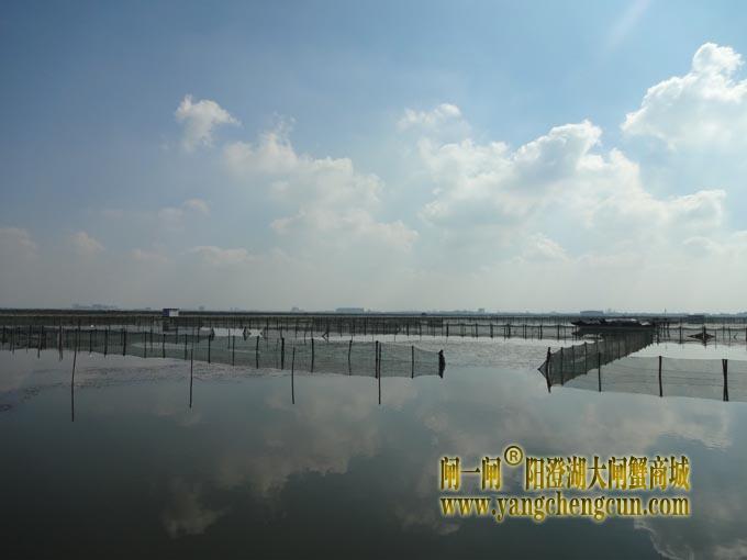 阳澄湖大闸蟹养殖场图片