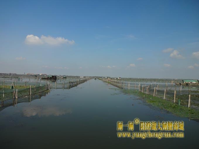 阳澄湖大闸蟹养殖场图片
