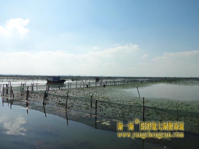 阳澄湖大闸蟹养殖场图片