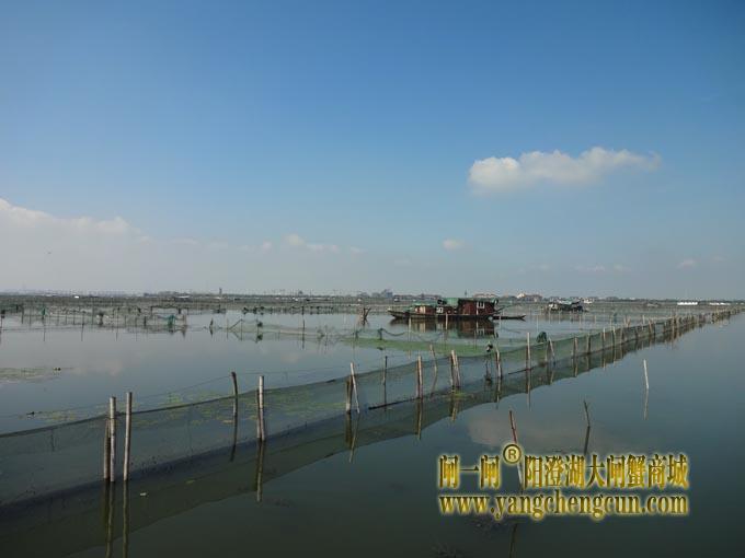 阳澄湖大闸蟹养殖场图片