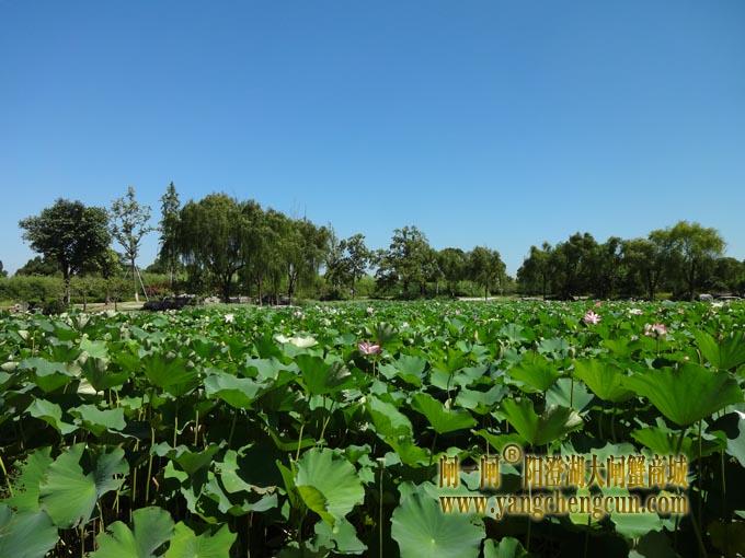 阳澄湖古八景之一莲池避暑(一)