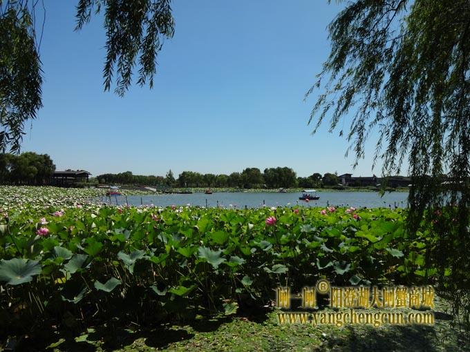 阳澄湖古八景之一莲池避暑(二)