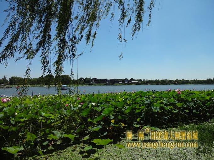 阳澄湖古八景之一莲池避暑(三)