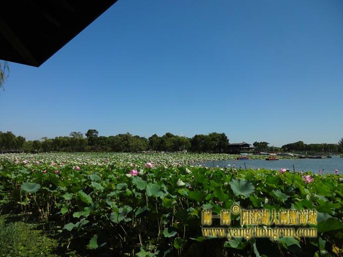 阳澄湖古八景之一莲池避暑(四)