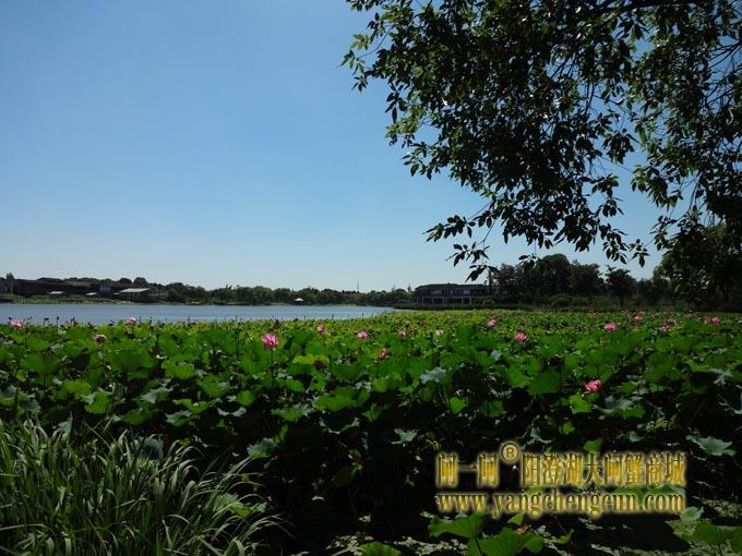 阳澄湖古八景之一莲池避暑(五)