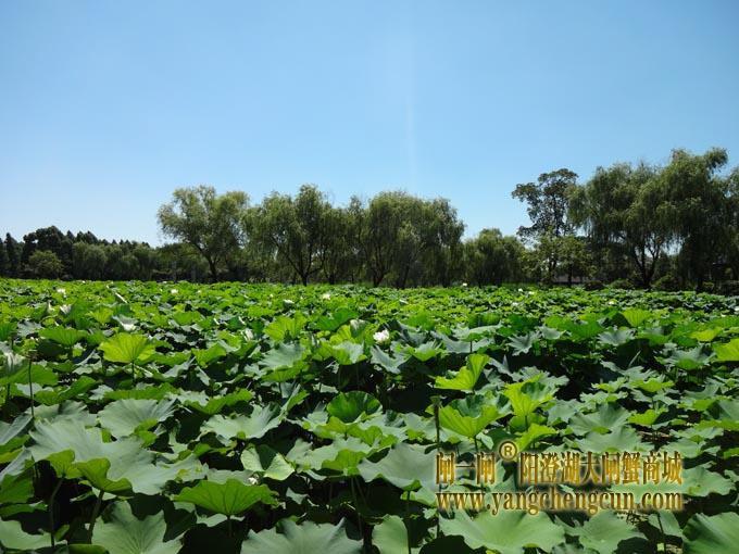 阳澄湖古八景之一莲池避暑(六)