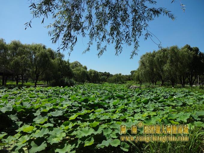 阳澄湖古八景之一莲池避暑(七)