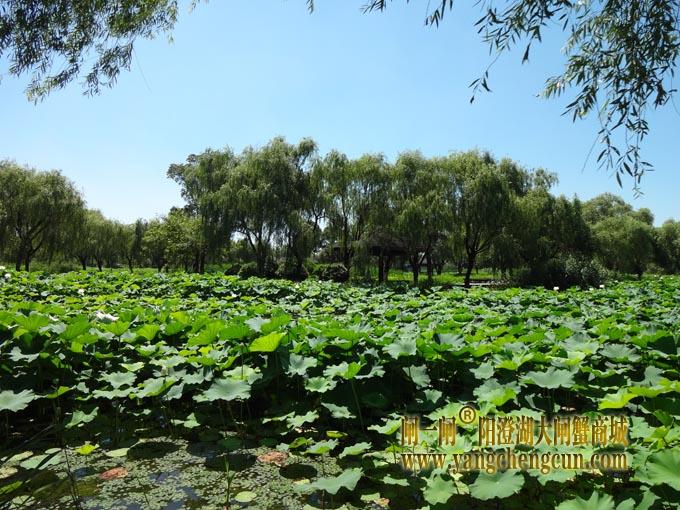 阳澄湖古八景之一莲池避暑(八)