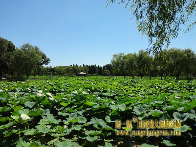 阳澄湖古八景之一莲池避暑(九)